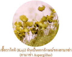 เชื้อราโคจิ (Koji) อันเป็นเอกลักษณ์ของยามาซ่า ยามาซ่า Aspergillus)